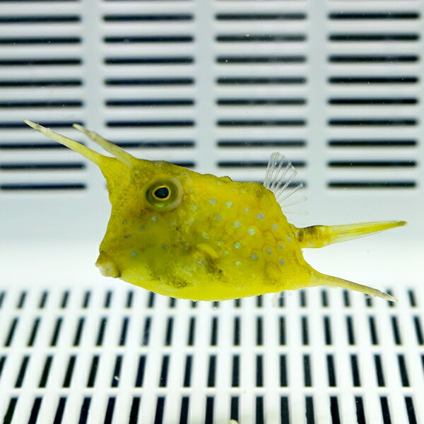 コンゴウフグ 4-5cm±!海水魚 フグ 餌付け15時までのご注文で当日発送(t123