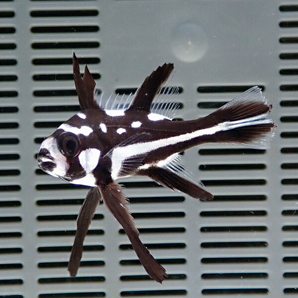 ホホスジタルミ  8-10cm±! 海水魚 コショウダイ 15時までのご注文で当日発送【コショウダイ】