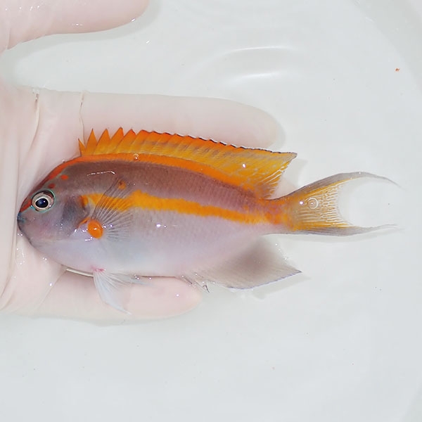【現物4】ベルスエンゼル ♂ 12cm±!  海水魚 ヤッコ 15時までのご注文で当日発送(t111(t207