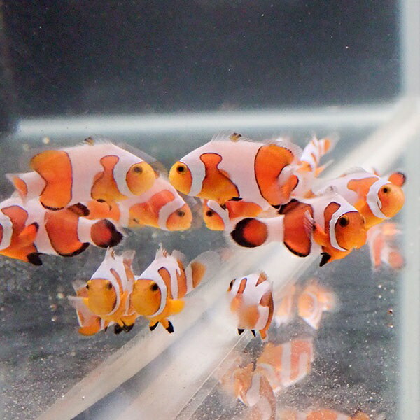 ダヴィンチクラウン【1匹】3-4cm±  個体指定不可! クマノミ15時までのご注文で当日発送(t115