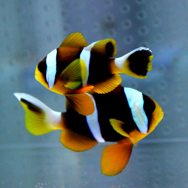 アラルズクラウンアネモネフィッシュ【1匹】4-7cm±! クマノミ15時までのご注文で当日発送(t115