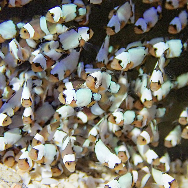 ブリード ブラックスノーオセラリス MIX 1-2cm±【3匹セット】  個体指定不可! 海水魚 クマノミ 餌付け 15時までのご注文で当日発送(t115