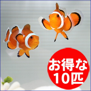 カクレクマノミ Sサイズ 10匹セット! 海水魚 クマノミ 15時までのご注文で当日発送(t115