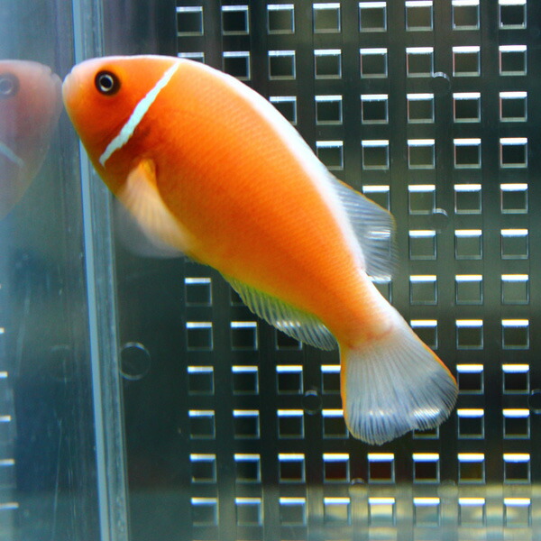 ハナビラクマノミ 【1匹】 !海水魚 クマノミ 餌付け 15時までのご注文で当日発送(t115