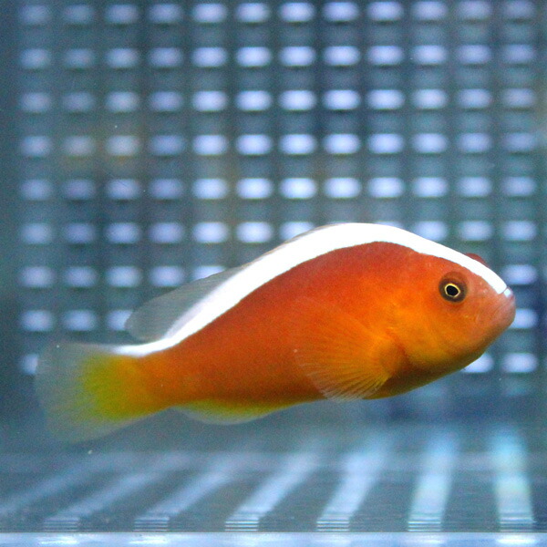 セジロクマノミ 【1匹】 ! 海水魚 クマノミ 【クマノミ】(t115