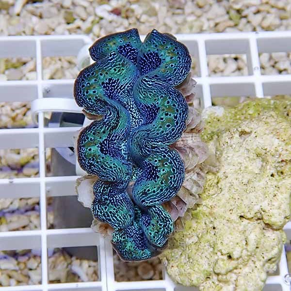 【サンゴ現物3】ヒメシャコガイ!15時までのご注文で当日発送 【サンゴ/沖縄/シャコガイ】(t136