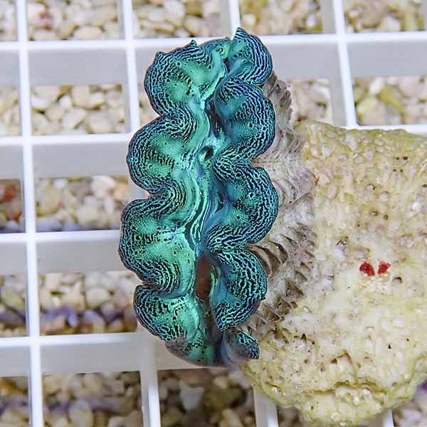 【サンゴ現物4】ヒメシャコガイ!15時までのご注文で当日発送 【サンゴ/沖縄/シャコガイ】(t136