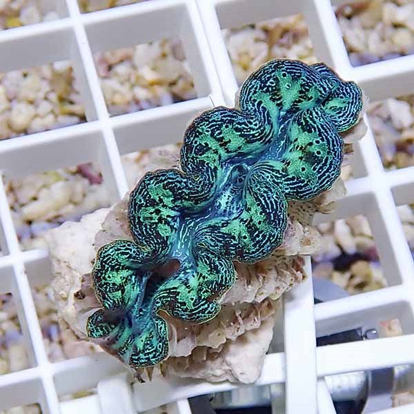 【サンゴ現物5】ヒメシャコガイ!15時までのご注文で当日発送 【サンゴ/沖縄/シャコガイ】(t136