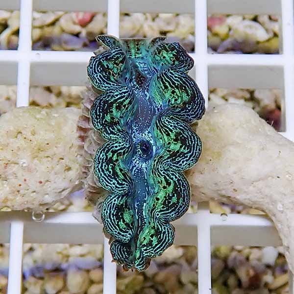 【サンゴ現物7】ヒメシャコガイ!15時までのご注文で当日発送 【サンゴ/沖縄/シャコガイ】(t136