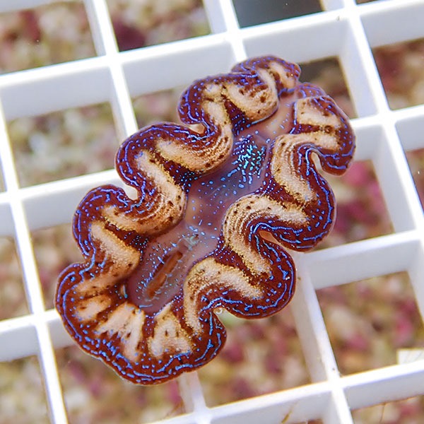 【サンゴ現物8】ヒメシャコガイ!15時までのご注文で当日発送 【サンゴ/沖縄/シャコガイ】(t136