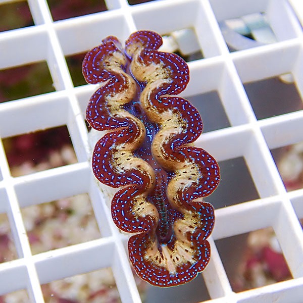 【サンゴ現物9】ヒメシャコガイ!15時までのご注文で当日発送 【サンゴ/沖縄/シャコガイ】(t136