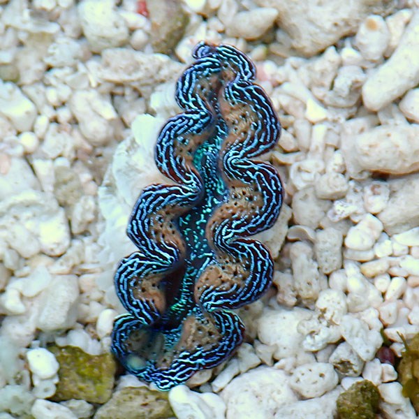 【サンゴ現物24】ヒメシャコガイ!15時までのご注文で当日発送 【サンゴ/沖縄/シャコガイ】(t136