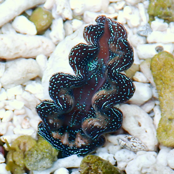 【サンゴ現物25】ヒメシャコガイ!15時までのご注文で当日発送 【サンゴ/沖縄/シャコガイ】(t136