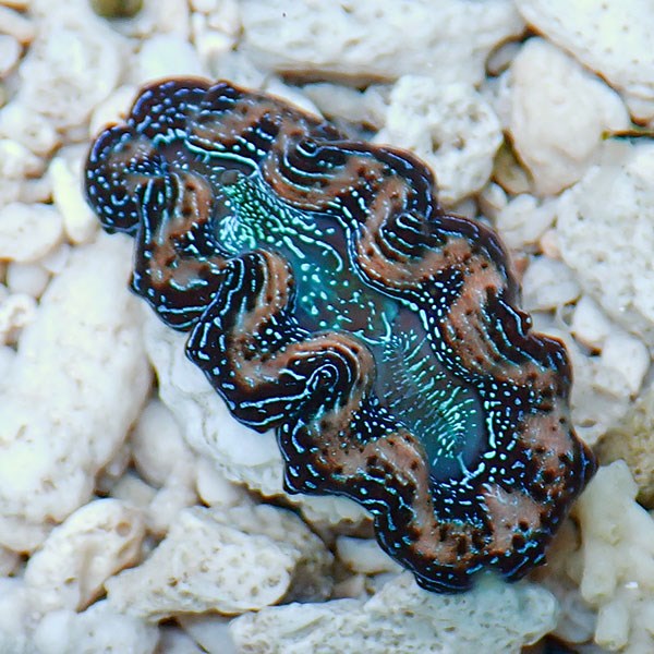 【サンゴ現物26】ヒメシャコガイ!15時までのご注文で当日発送 【サンゴ/沖縄/シャコガイ】(t136