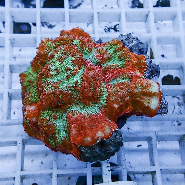 【サンゴ現物3】 キッカサンゴ !15時までのご注文で当日発送 【サンゴ】(t224