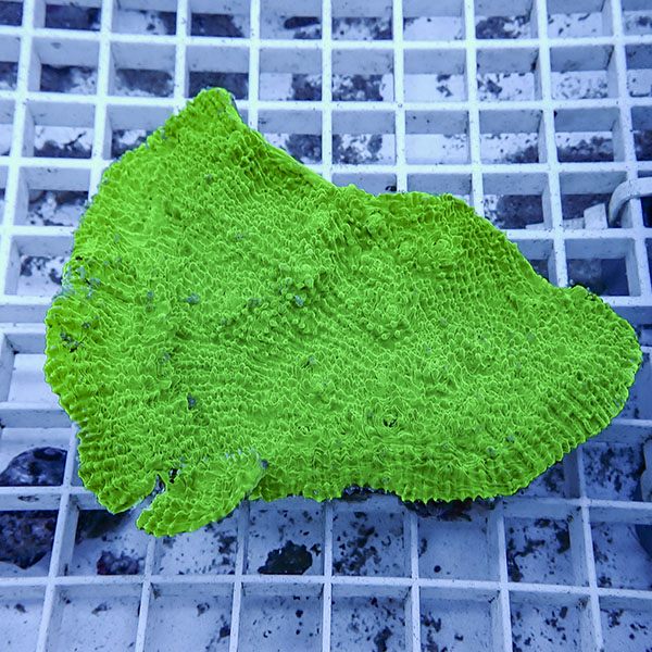 【サンゴ現物4】 キッカサンゴ !15時までのご注文で当日発送 【サンゴ】(t224