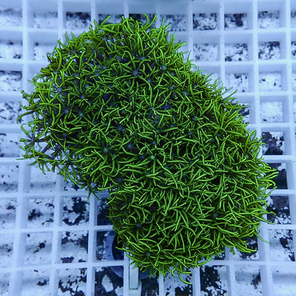 【サンゴ現物11】スターポリプ!15時までのご注文で当日発送 【サンゴ】(t221