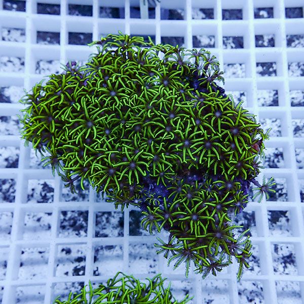 【サンゴ現物12】スターポリプ!15時までのご注文で当日発送 【サンゴ】(t221