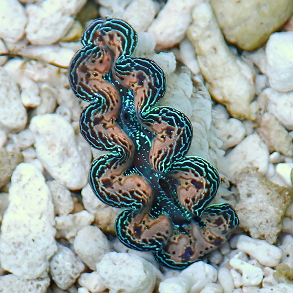 【サンゴ現物27】ヒメシャコガイ!15時までのご注文で当日発送 【サンゴ/沖縄/シャコガイ】(t136