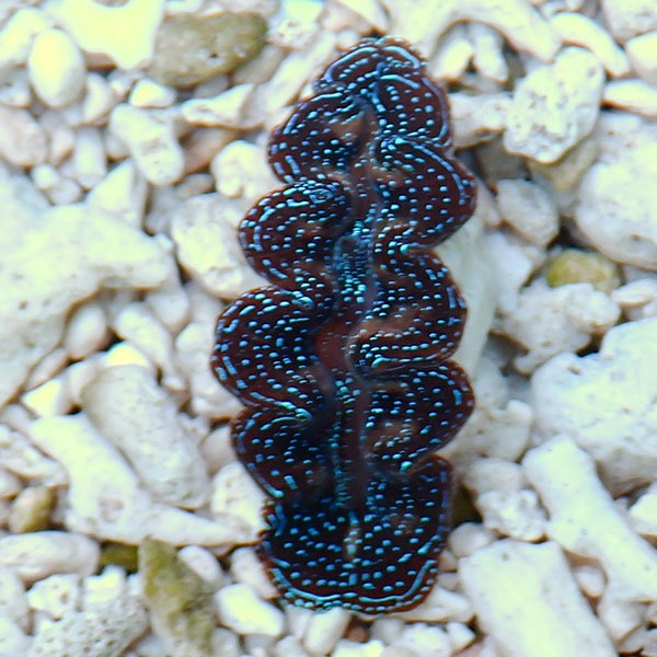 【サンゴ現物28】ヒメシャコガイ!15時までのご注文で当日発送 【サンゴ/沖縄/シャコガイ】(t136