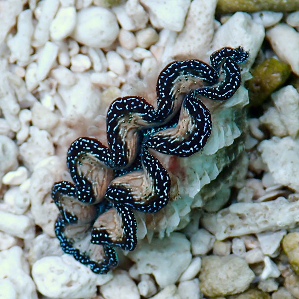 【サンゴ現物29】ヒメシャコガイ!15時までのご注文で当日発送 【サンゴ/沖縄/シャコガイ】(t136