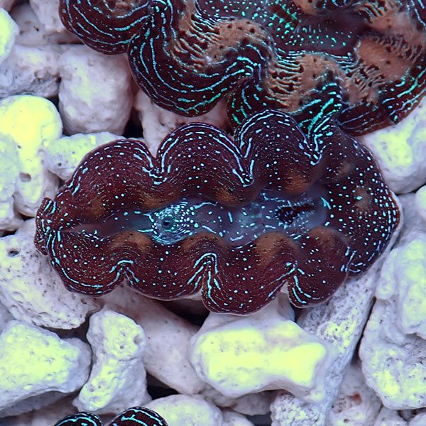 【サンゴ現物17】ヒメシャコガイ!15時までのご注文で当日発送 【サンゴ/沖縄/シャコガイ】(t136