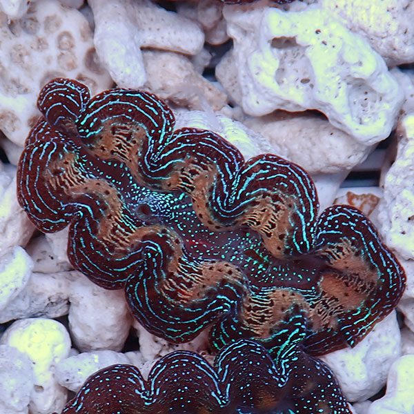 【サンゴ現物18】ヒメシャコガイ!15時までのご注文で当日発送 【サンゴ/沖縄/シャコガイ】(t136