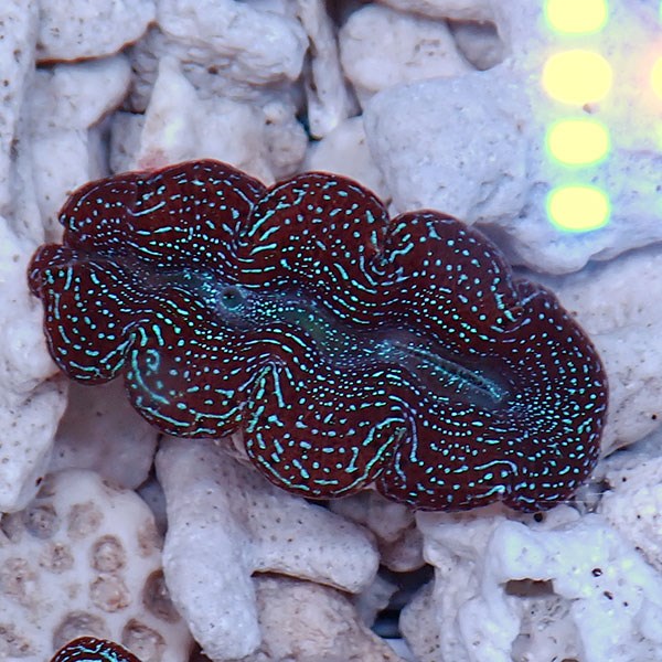 【サンゴ現物19】ヒメシャコガイ!15時までのご注文で当日発送 【サンゴ/沖縄/シャコガイ】(t136