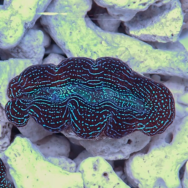 【サンゴ現物20】ヒメシャコガイ!15時までのご注文で当日発送 【サンゴ/沖縄/シャコガイ】(t136