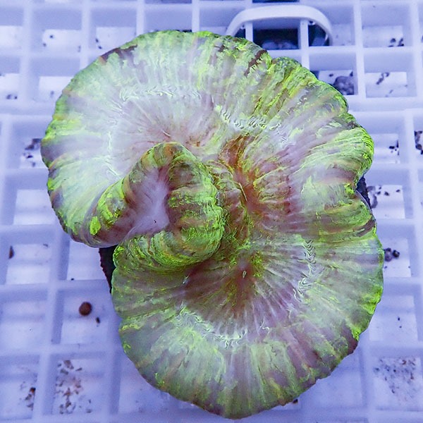 【サンゴ現物13】ブレインコーラル! 15時までのご注文で当日発送 【サンゴ】(t133