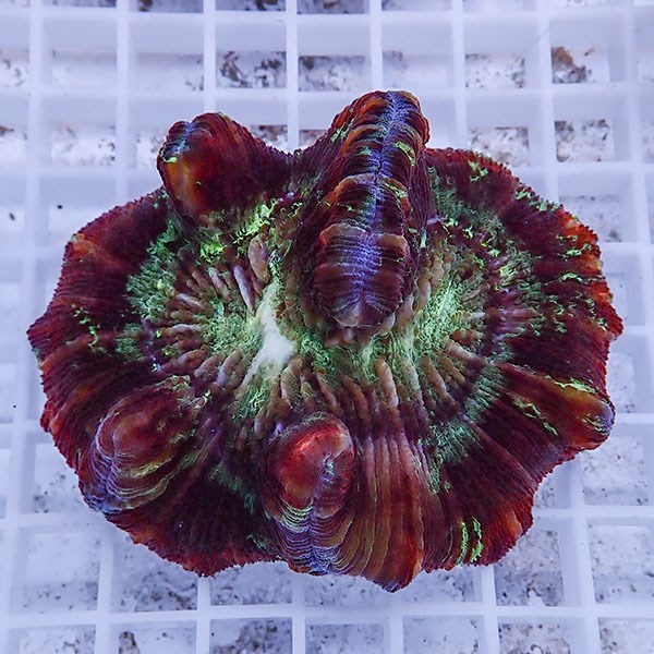 【サンゴ現物15】ブレインコーラル! 15時までのご注文で当日発送 【サンゴ】(t133