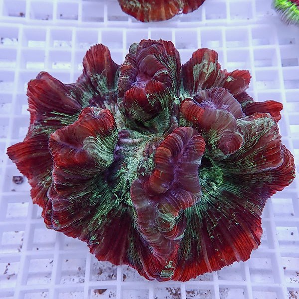 【サンゴ現物16】ブレインコーラル! 15時までのご注文で当日発送 【サンゴ】(t133