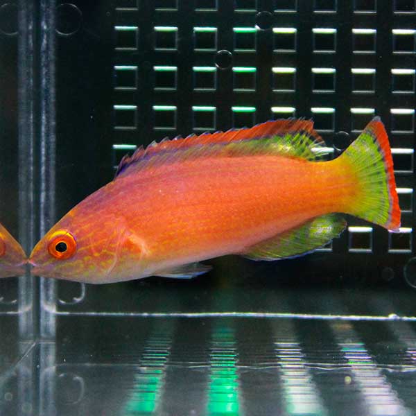 【サンゴ現物999】キクメイシsp. !15時までのご注文で当日発送 【サンゴ】(t139