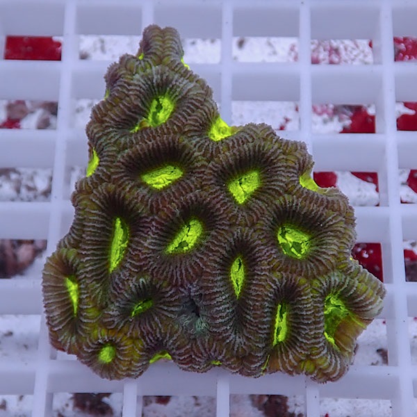 【サンゴ現物3】キクメイシsp. !15時までのご注文で当日発送 【サンゴ】(t139