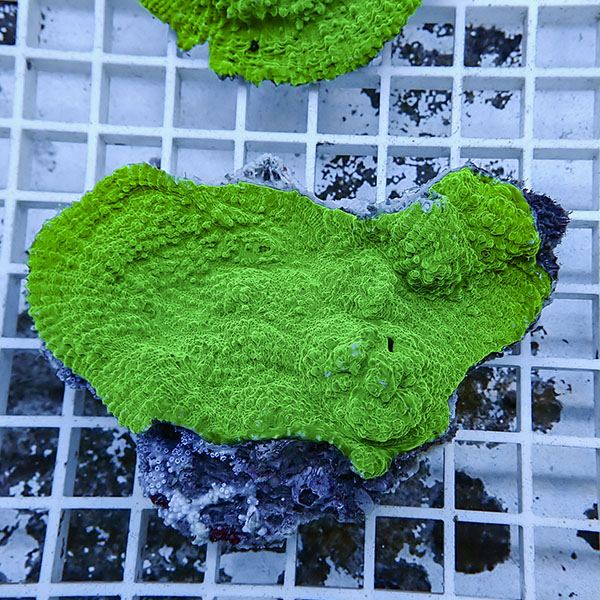 【サンゴ現物6】 キッカサンゴ !15時までのご注文で当日発送 【サンゴ】(t224