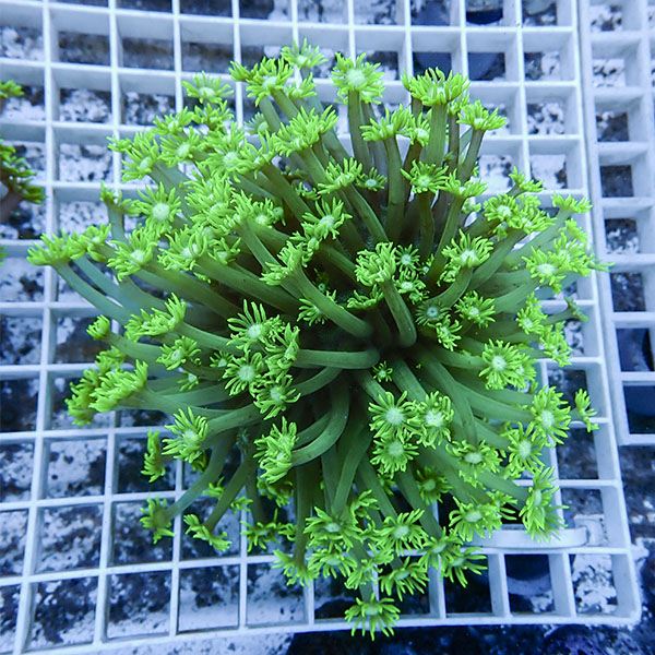 【サンゴ現物9】ハナガササンゴ !15時までのご注文で当日発送【サンゴ】(t140