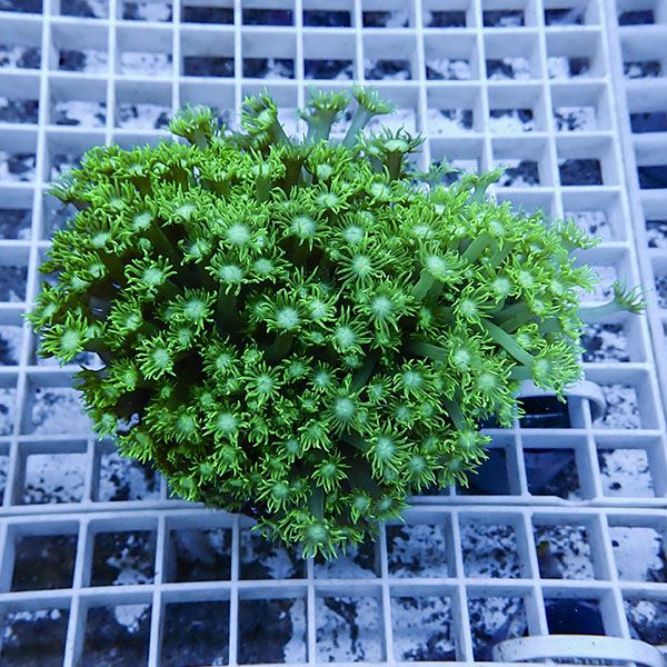 【サンゴ現物10】ハナガササンゴ!15時までのご注文で当日発送【サンゴ】(t140