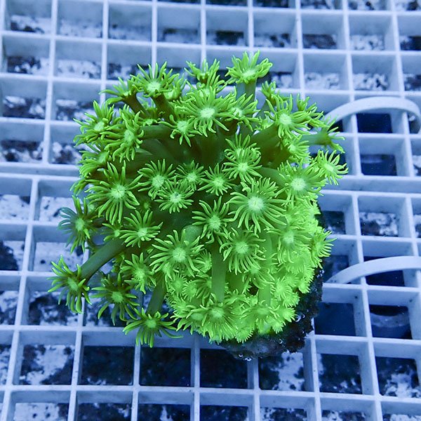 【サンゴ現物11】ハナガササンゴ!15時までのご注文で当日発送【サンゴ】(t140