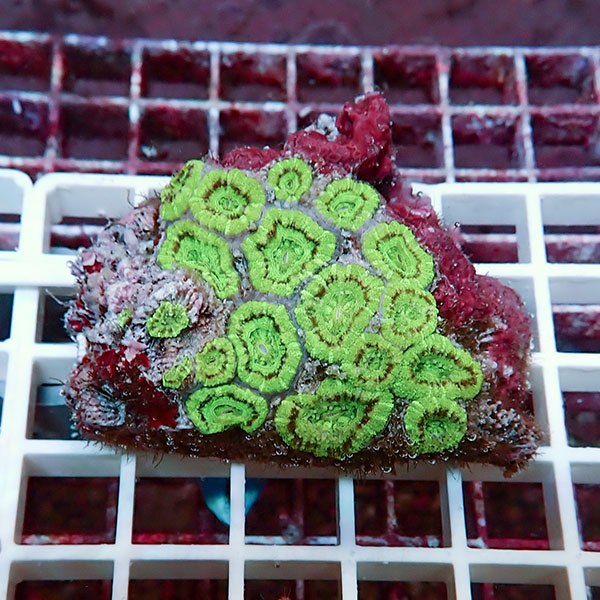 【サンゴ現物10】カクオオトゲキクメイシ! 15時までのご注文で当日発送 【サンゴ】(t139