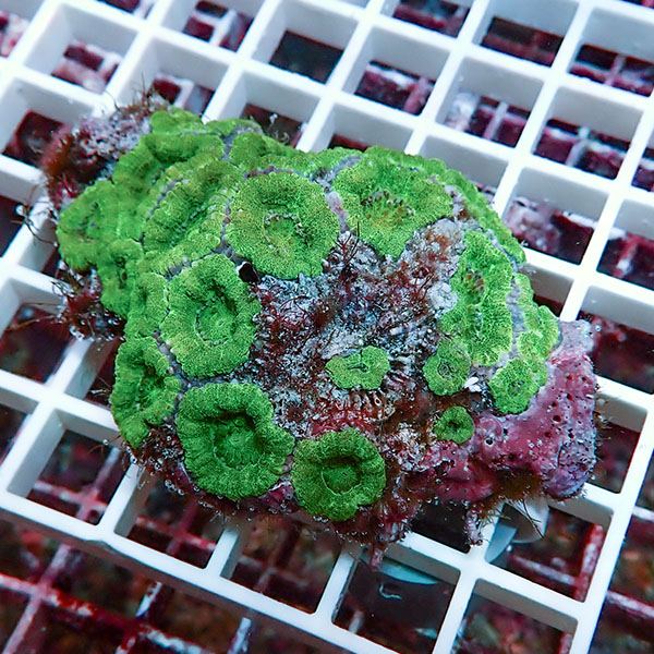 【サンゴ現物11】カクオオトゲキクメイシ! 15時までのご注文で当日発送 【サンゴ】(t139