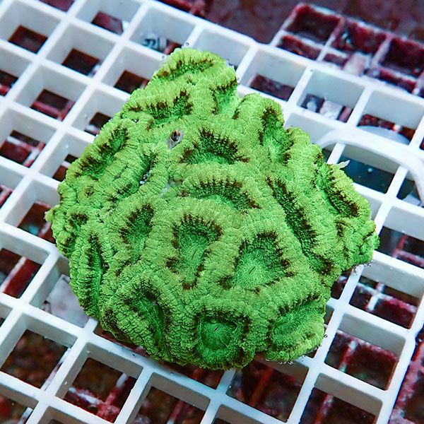 【サンゴ現物12】カクオオトゲキクメイシ! 15時までのご注文で当日発送 【サンゴ】(t139