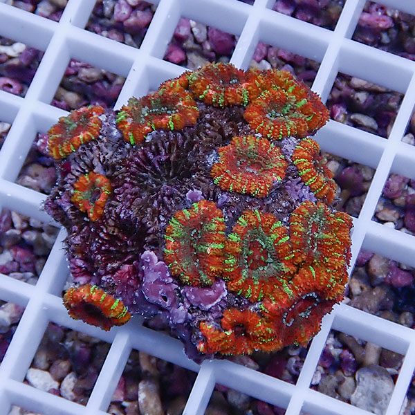 【サンゴ現物13】カクオオトゲキクメイシ! 15時までのご注文で当日発送 【サンゴ】(t139