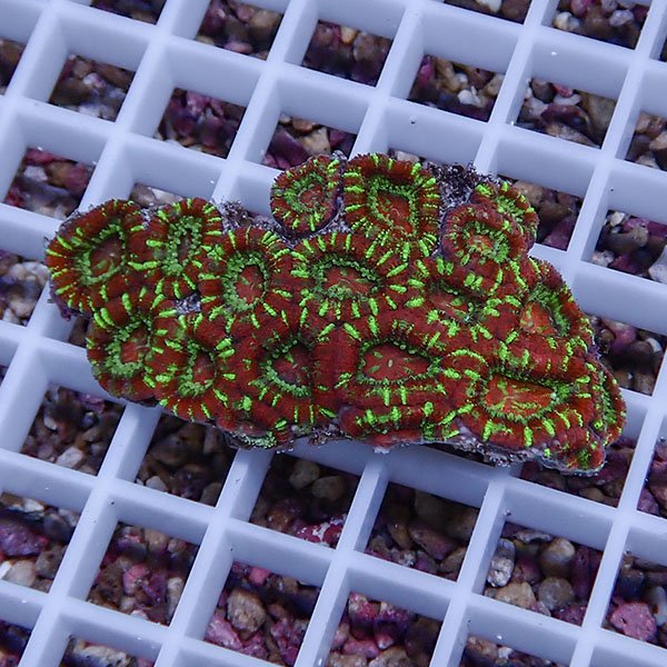 【サンゴ現物14】カクオオトゲキクメイシ! 15時までのご注文で当日発送 【サンゴ】(t139