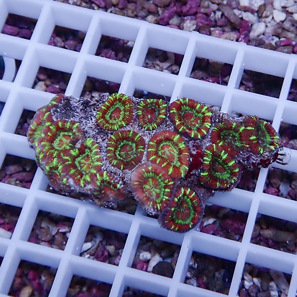 【サンゴ現物15】カクオオトゲキクメイシ! 15時までのご注文で当日発送 【サンゴ】(t139