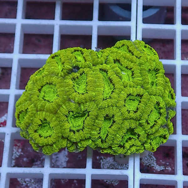 【サンゴ現物16】カクオオトゲキクメイシ! 15時までのご注文で当日発送 【サンゴ】(t139