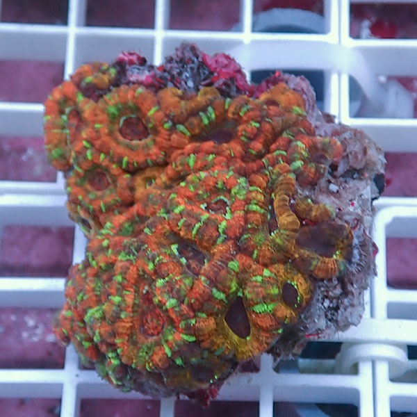 【サンゴ現物17】カクオオトゲキクメイシ! 15時までのご注文で当日発送 【サンゴ】(t139