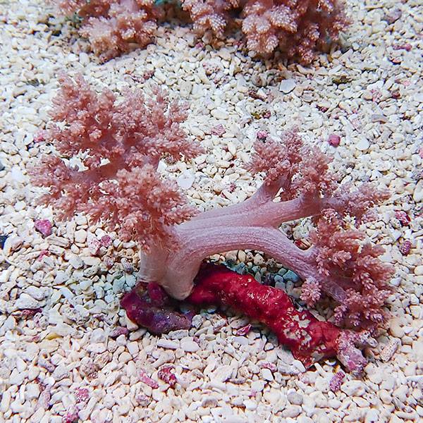 【サンゴ現物9】チヂミトサカ 13-8cm 沖縄産!15時までのご注文で当日発送 【サンゴ】(t145