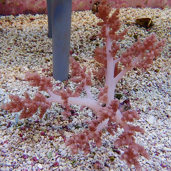 【サンゴ現物31】チヂミトサカ 18-15cm 沖縄産!15時までのご注文で当日発送 【サンゴ】(t145