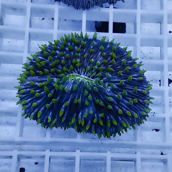 【サンゴ現物4】クサビライシ !15時までのご注文で当日発送 【サンゴ】(t222