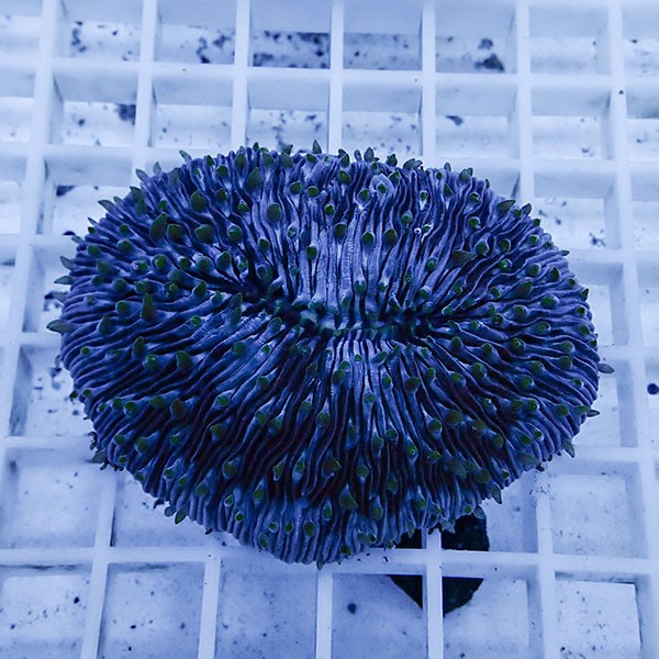 【サンゴ現物5】クサビライシ !15時までのご注文で当日発送 【サンゴ】(t222